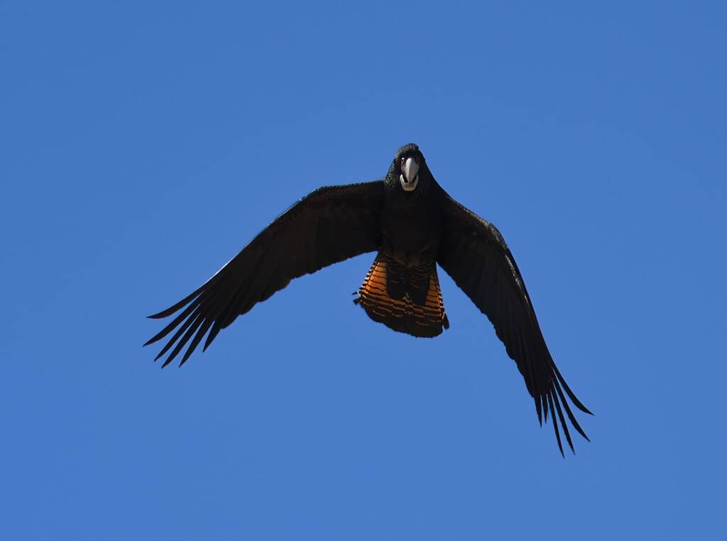 Red-tailed Black Cockatoo (Calyptorhynchus banksii), Owen Springs Reserve NT © Dorothy Latimer