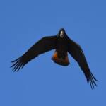 Red-tailed Black Cockatoo (Calyptorhynchus banksii), Owen Springs Reserve NT © Dorothy Latimer