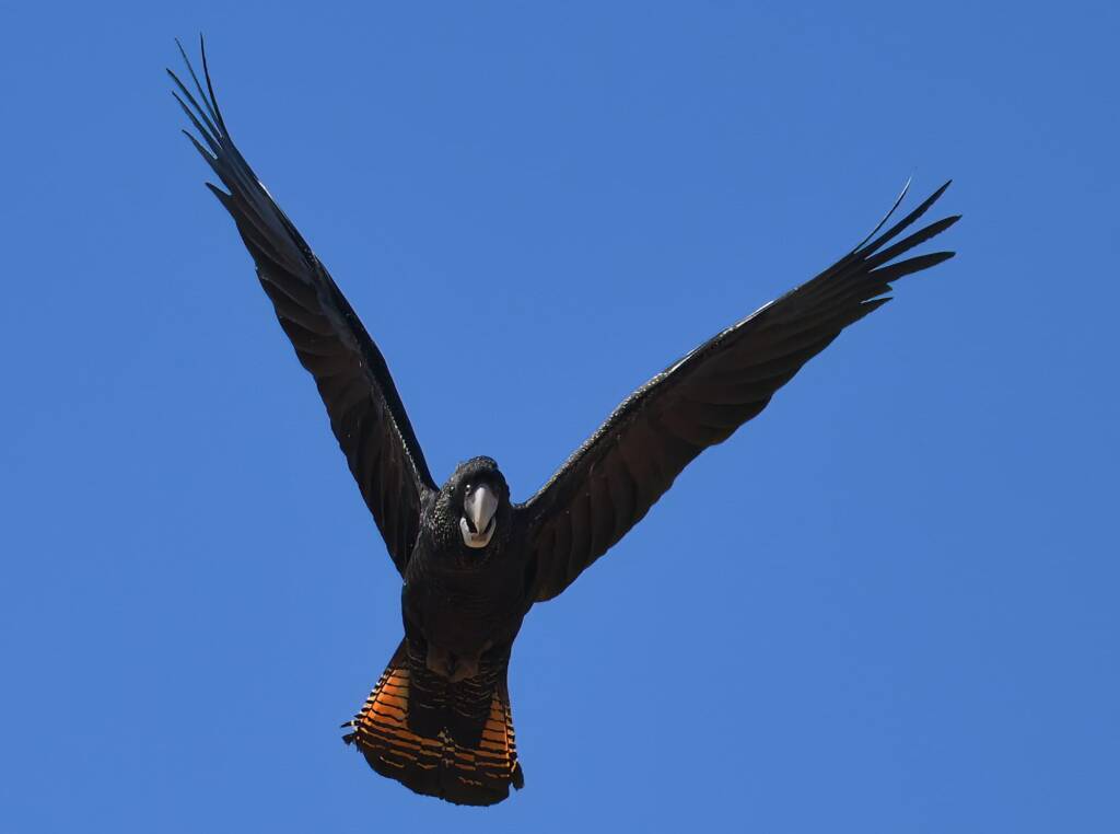 Red-tailed Black Cockatoo (Calyptorhynchus banksii), Owen Springs Reserve NT © Dorothy Latimer