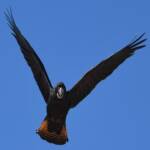 Red-tailed Black Cockatoo (Calyptorhynchus banksii), Owen Springs Reserve NT © Dorothy Latimer