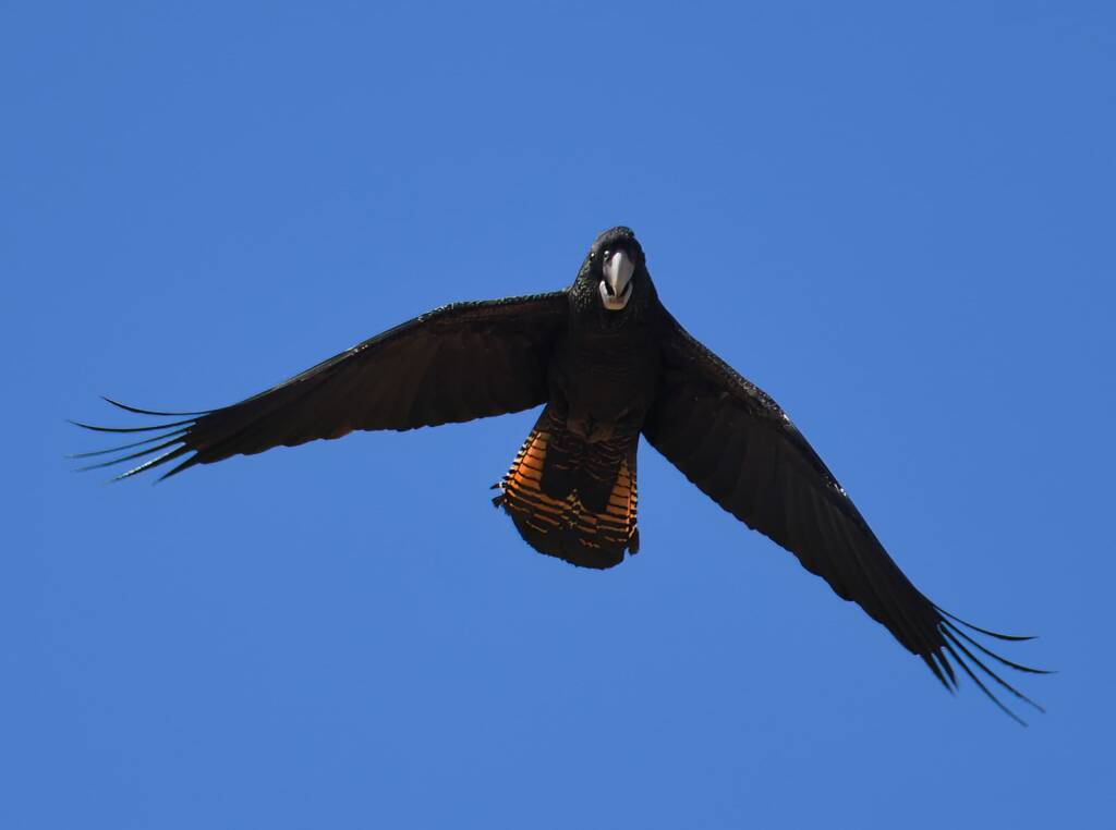 Red-tailed Black Cockatoo (Calyptorhynchus banksii), Owen Springs Reserve NT © Dorothy Latimer