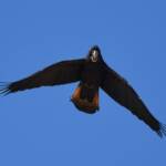 Red-tailed Black Cockatoo (Calyptorhynchus banksii), Owen Springs Reserve NT © Dorothy Latimer