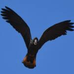 Red-tailed Black Cockatoo (Calyptorhynchus banksii), Owen Springs Reserve NT © Dorothy Latimer