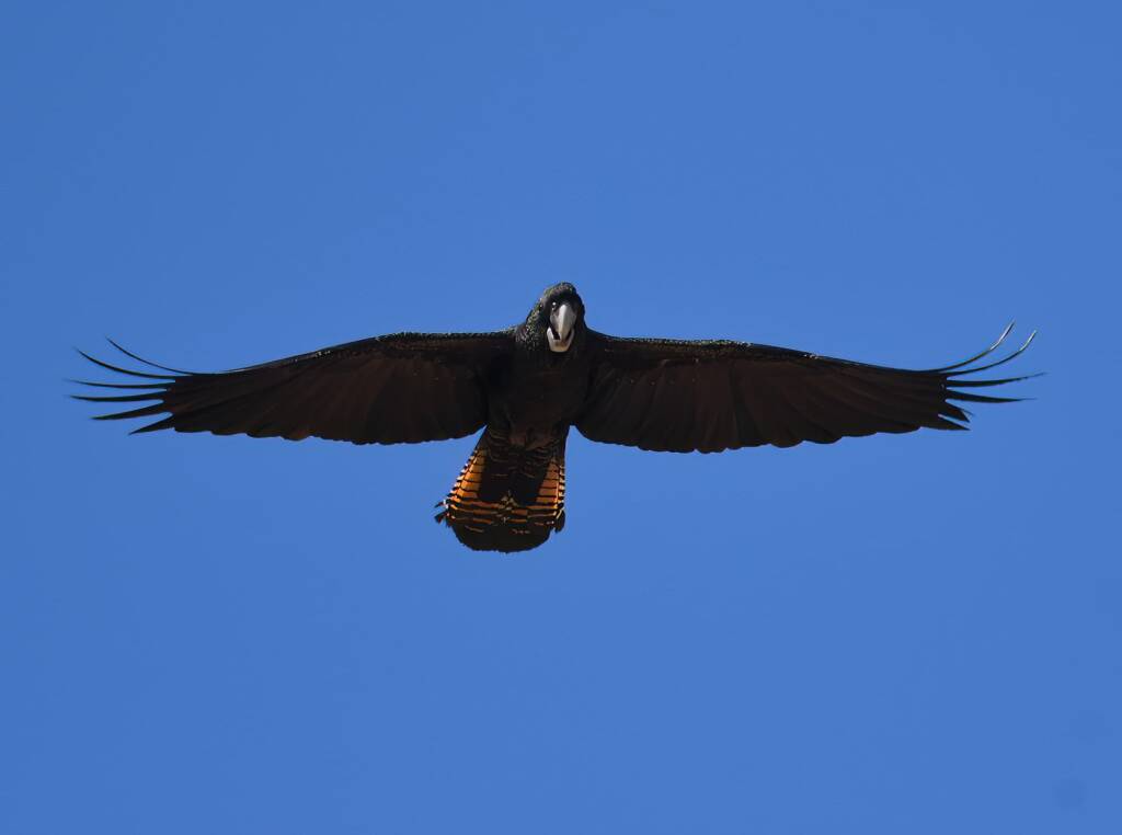 Red-tailed Black Cockatoo (Calyptorhynchus banksii), Owen Springs Reserve NT © Dorothy Latimer
