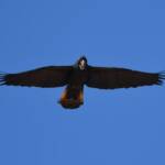 Red-tailed Black Cockatoo (Calyptorhynchus banksii), Owen Springs Reserve NT © Dorothy Latimer