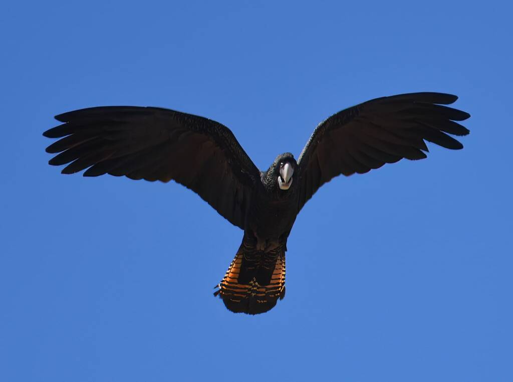 Red-tailed Black Cockatoo (Calyptorhynchus banksii), Owen Springs Reserve NT © Dorothy Latimer