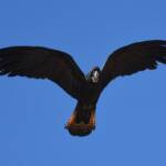 Red-tailed Black Cockatoo (Calyptorhynchus banksii), Owen Springs Reserve NT © Dorothy Latimer