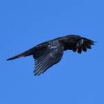 Red-tailed Black Cockatoo (Calyptorhynchus banksii), Owen Springs Reserve NT © Dorothy Latimer