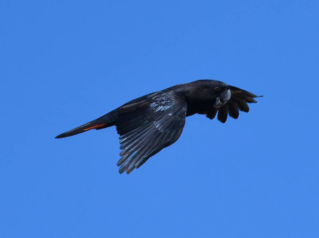 Red-tailed Black Cockatoo (Calyptorhynchus banksii), Owen Springs Reserve NT © Dorothy Latimer