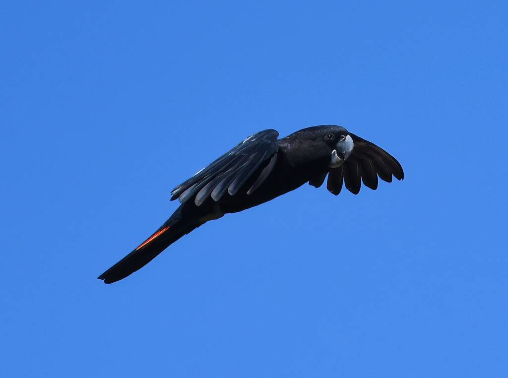 Red-tailed Black Cockatoo (Calyptorhynchus banksii), Owen Springs Reserve NT © Dorothy Latimer