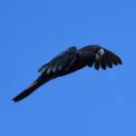 Red-tailed Black Cockatoo (Calyptorhynchus banksii), Owen Springs Reserve NT © Dorothy Latimer