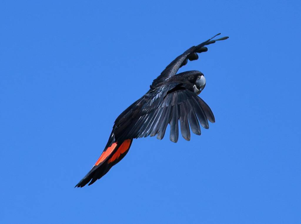 Red-tailed Black Cockatoo (Calyptorhynchus banksii), Owen Springs Reserve NT © Dorothy Latimer