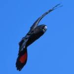 Red-tailed Black Cockatoo (Calyptorhynchus banksii), Owen Springs Reserve NT © Dorothy Latimer