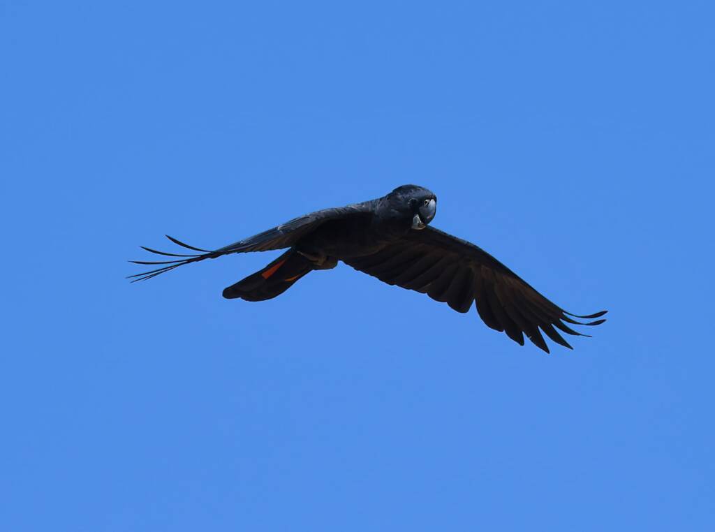 Red-tailed Black Cockatoo (Calyptorhynchus banksii), Owen Springs Reserve NT © Dorothy Latimer