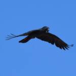 Red-tailed Black Cockatoo (Calyptorhynchus banksii), Owen Springs Reserve NT © Dorothy Latimer