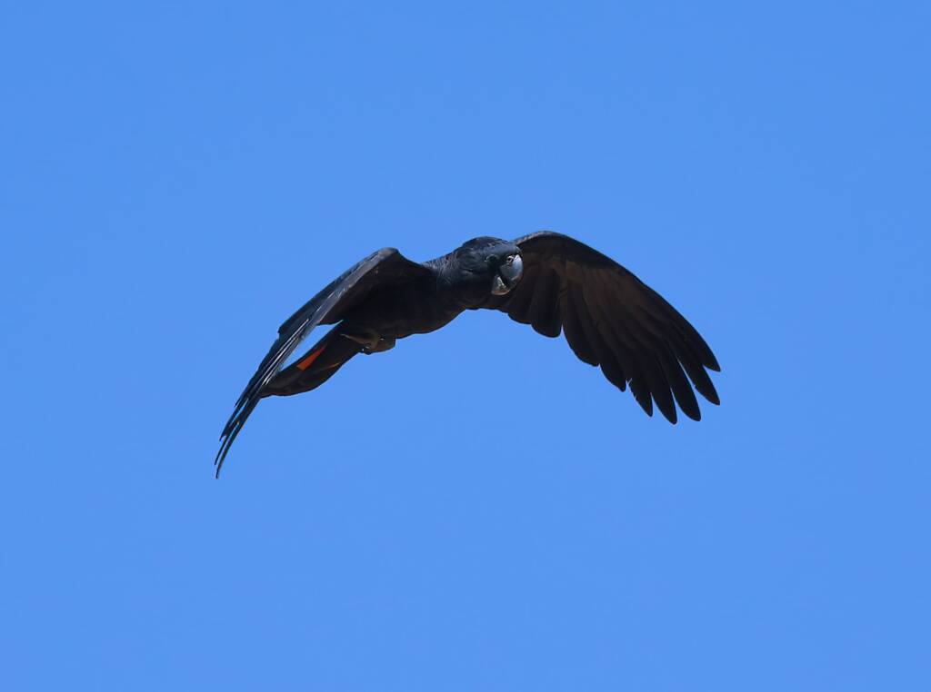 Red-tailed Black Cockatoo (Calyptorhynchus banksii), Owen Springs Reserve NT © Dorothy Latimer