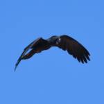 Red-tailed Black Cockatoo (Calyptorhynchus banksii), Owen Springs Reserve NT © Dorothy Latimer