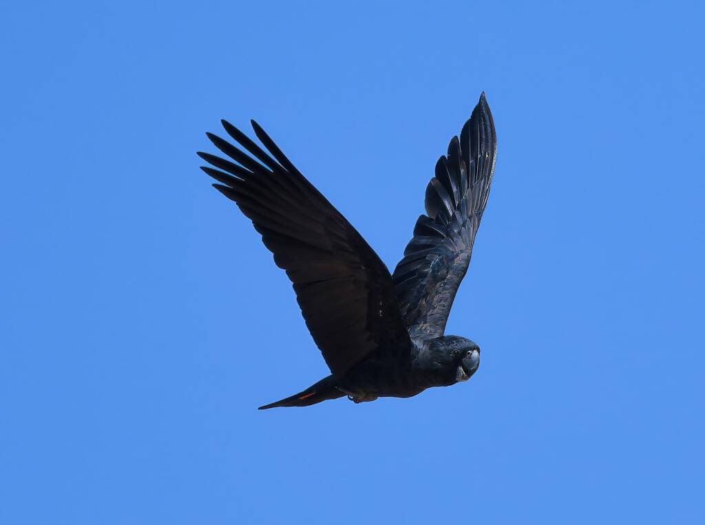Red-tailed Black Cockatoo (Calyptorhynchus banksii), Owen Springs Reserve NT © Dorothy Latimer