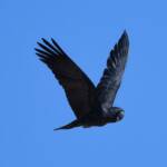 Red-tailed Black Cockatoo (Calyptorhynchus banksii), Owen Springs Reserve NT © Dorothy Latimer