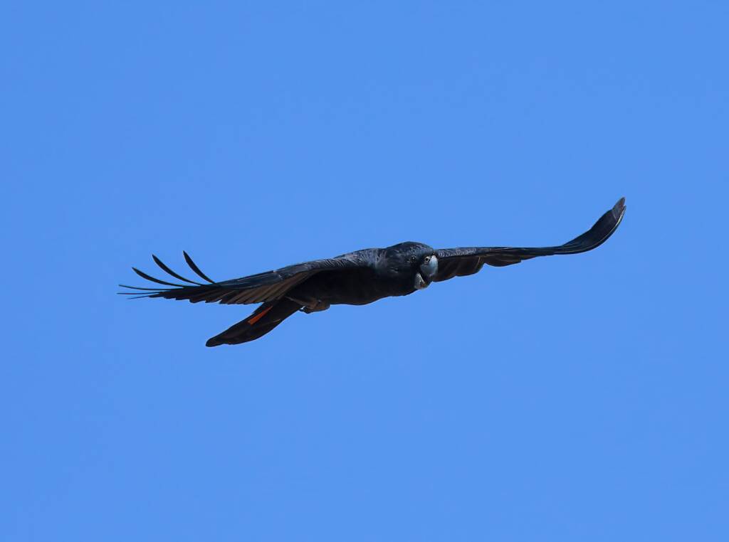 Red-tailed Black Cockatoo (Calyptorhynchus banksii), Owen Springs Reserve NT © Dorothy Latimer