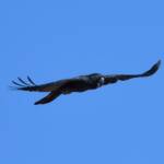 Red-tailed Black Cockatoo (Calyptorhynchus banksii), Owen Springs Reserve NT © Dorothy Latimer