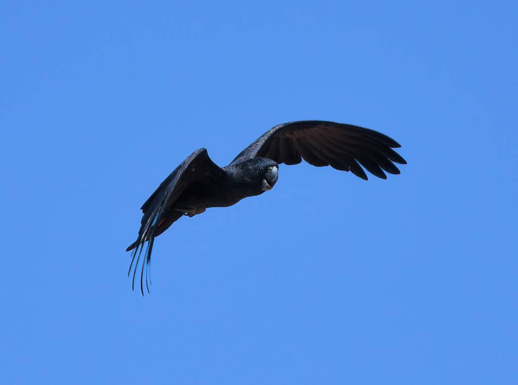 Red-tailed Black Cockatoo (Calyptorhynchus banksii), Owen Springs Reserve NT © Dorothy Latimer