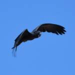Red-tailed Black Cockatoo (Calyptorhynchus banksii), Owen Springs Reserve NT © Dorothy Latimer