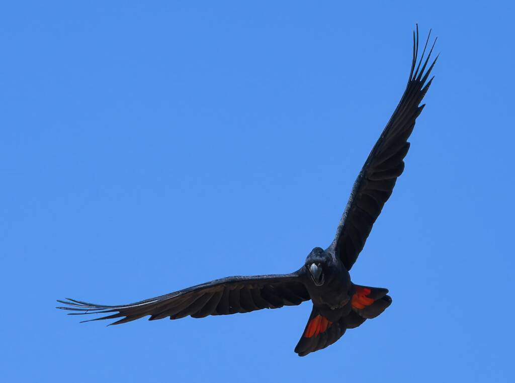 Red-tailed Black Cockatoo (Calyptorhynchus banksii), Owen Springs Reserve NT © Dorothy Latimer
