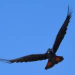 Red-tailed Black Cockatoo (Calyptorhynchus banksii), Owen Springs Reserve NT © Dorothy Latimer
