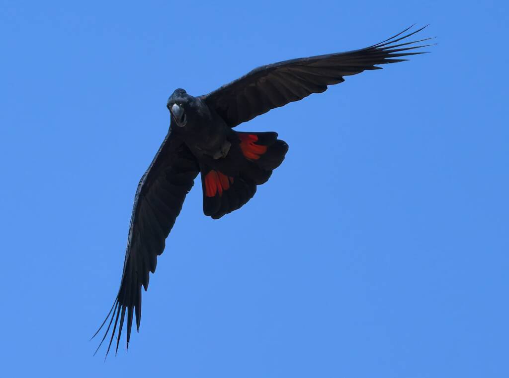 Red-tailed Black Cockatoo (Calyptorhynchus banksii), Owen Springs Reserve NT © Dorothy Latimer