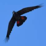 Red-tailed Black Cockatoo (Calyptorhynchus banksii), Owen Springs Reserve NT © Dorothy Latimer
