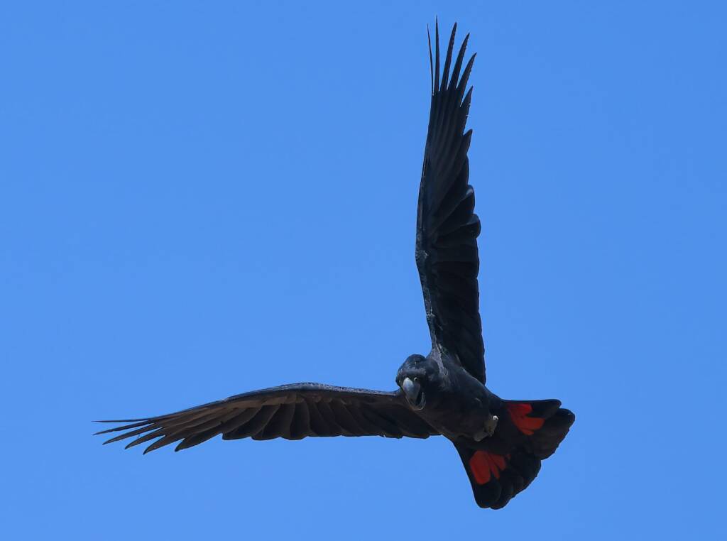Red-tailed Black Cockatoo (Calyptorhynchus banksii), Owen Springs Reserve NT © Dorothy Latimer