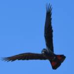 Red-tailed Black Cockatoo (Calyptorhynchus banksii), Owen Springs Reserve NT © Dorothy Latimer