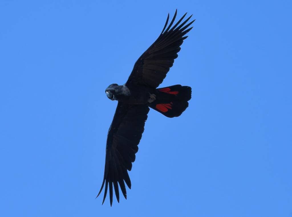 Red-tailed Black Cockatoo (Calyptorhynchus banksii), Owen Springs Reserve NT © Dorothy Latimer