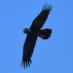 Red-tailed Black Cockatoo (Calyptorhynchus banksii), Owen Springs Reserve NT © Dorothy Latimer