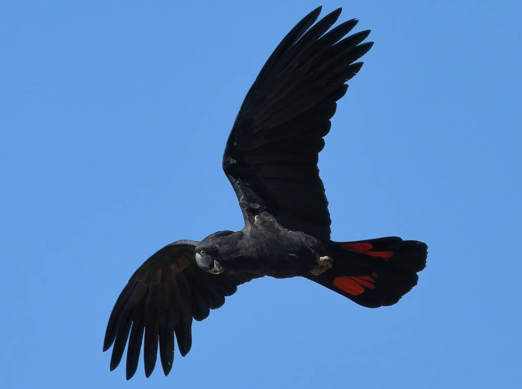 Red-tailed Black Cockatoo (Calyptorhynchus banksii), Owen Springs Reserve NT © Dorothy Latimer