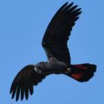 Red-tailed Black Cockatoo (Calyptorhynchus banksii), Owen Springs Reserve NT © Dorothy Latimer