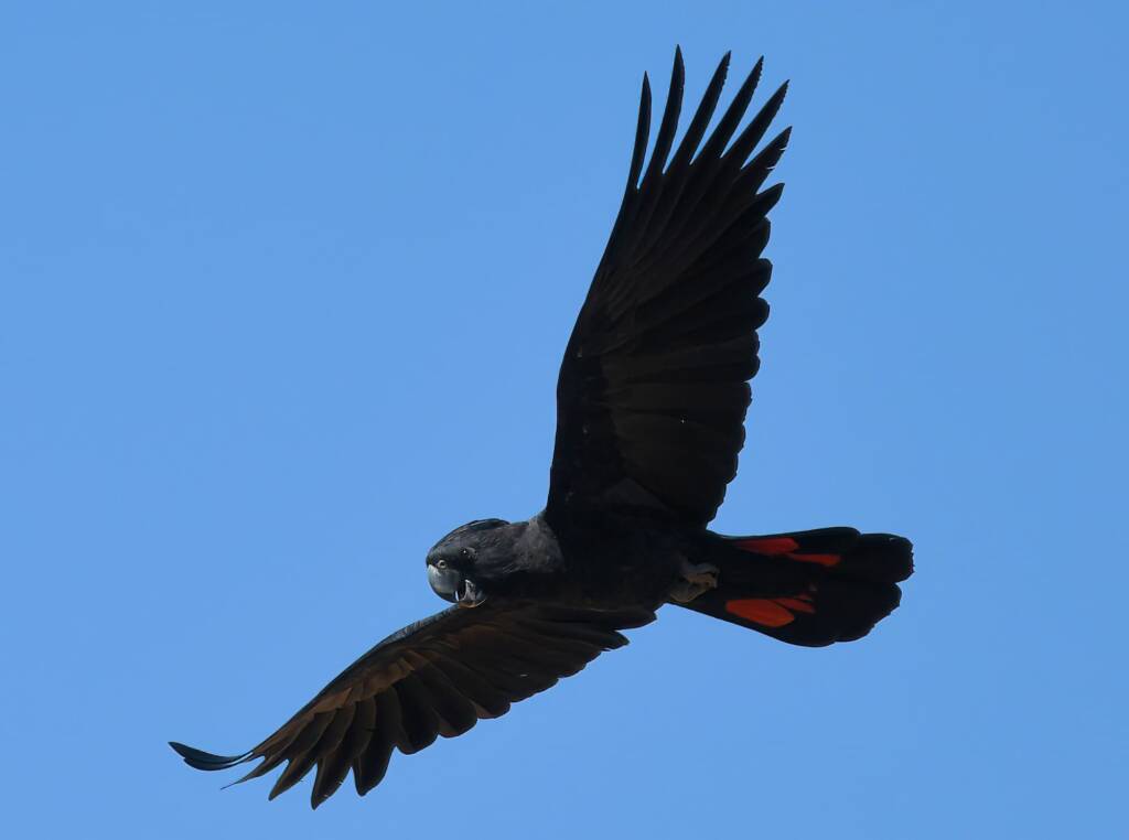 Red-tailed Black Cockatoo (Calyptorhynchus banksii), Owen Springs Reserve NT © Dorothy Latimer