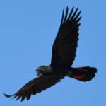 Red-tailed Black Cockatoo (Calyptorhynchus banksii), Owen Springs Reserve NT © Dorothy Latimer