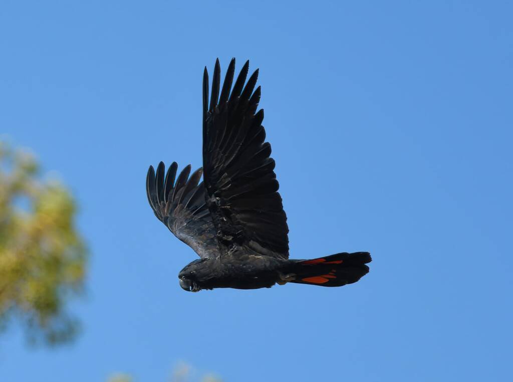Red-tailed Black Cockatoo (Calyptorhynchus banksii), Owen Springs Reserve NT © Dorothy Latimer