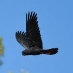 Red-tailed Black Cockatoo (Calyptorhynchus banksii), Owen Springs Reserve NT © Dorothy Latimer