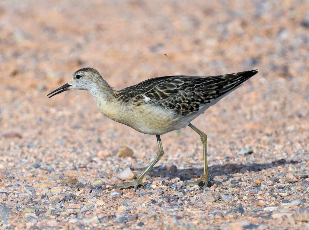 Ruff (Calidris pugnax), Alice Springs Sewage Ponds, NT © Dorothy Latimer