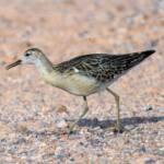 Ruff (Calidris pugnax), Alice Springs Sewage Ponds, NT © Dorothy Latimer