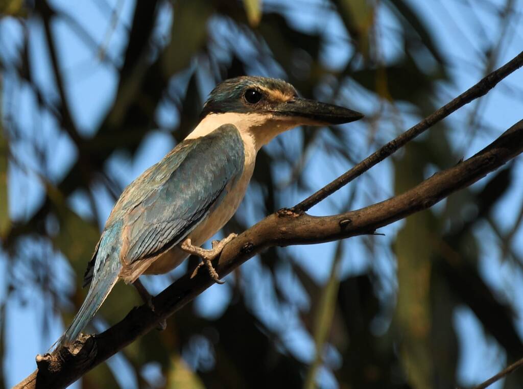 Sacred Kingfisher (Todiramphus sanctus), Alice Springs Sewage Ponds NT © Dorothy Latimer