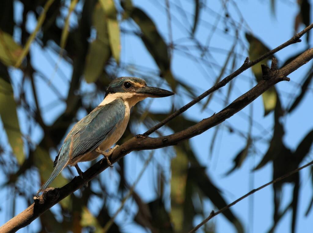 Sacred Kingfisher (Todiramphus sanctus), Alice Springs Sewage Ponds NT © Dorothy Latimer