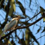 Sacred Kingfisher (Todiramphus sanctus), Jesse Gap Alice Springs NT © Dorothy Latimer