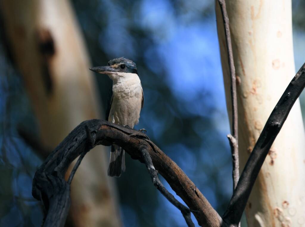 Sacred Kingfisher (Todiramphus sanctus), Alice Springs Sewage Ponds NT © Dorothy Latimer