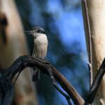 Sacred Kingfisher (Todiramphus sanctus), Jesse Gap Alice Springs NT © Dorothy Latimer
