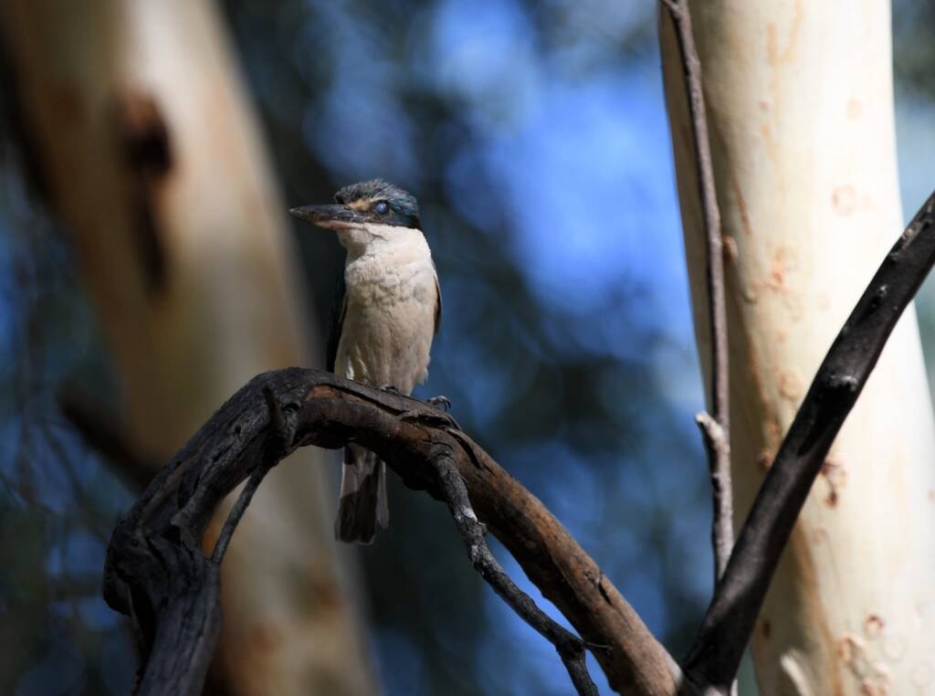 Sacred Kingfisher (Todiramphus sanctus), Alice Springs Sewage Ponds NT © Dorothy Latimer