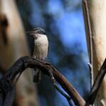 Sacred Kingfisher (Todiramphus sanctus), Jesse Gap Alice Springs NT © Dorothy Latimer